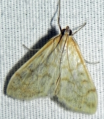 Hahncappsia pergilvalis