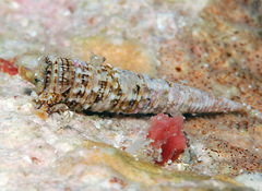 Euthymella elegans