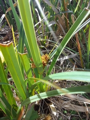 Cyperus rigens
