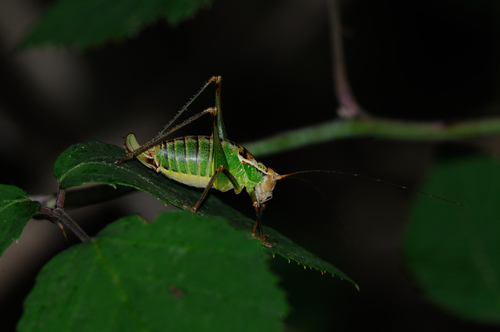 Italian Ornate Bush-cricket