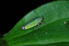 Versigonalia vermiculata