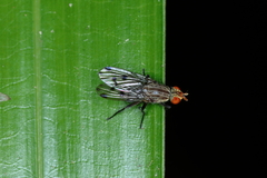 Anthomyia punctipennis