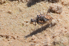 Ellipsoptera cuprascens