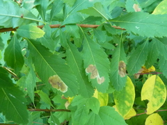 Agromyza valdorensis