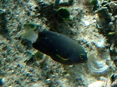 Pomacentrus chrysurus