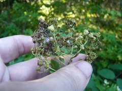 Eriophyes paraspiraeae