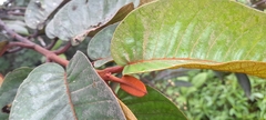 Vismia macrophylla