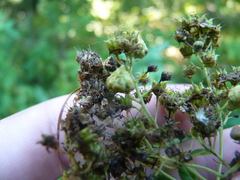Eriophyes paraspiraeae