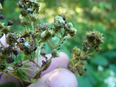 Eriophyes paraspiraeae