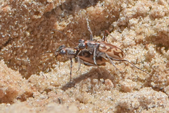 Ellipsoptera cuprascens