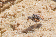 Ellipsoptera cuprascens