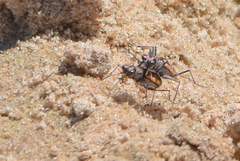 Ellipsoptera cuprascens