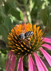 Megachile inimica
