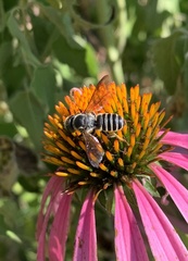 Megachile inimica
