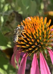 Megachile inimica