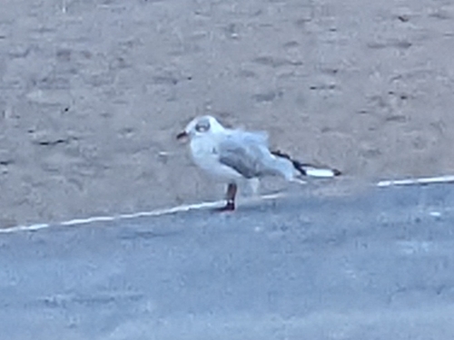 Gaviota cabecinegra (Larus melanocephalus)