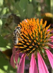 Megachile inimica
