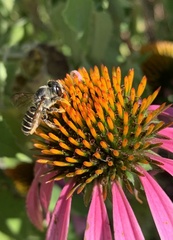 Megachile inimica