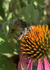 Megachile inimica