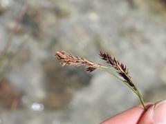 Carex frigida