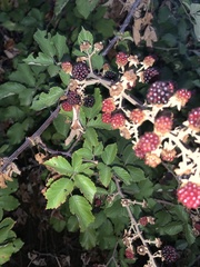 Rubus ulmifolius