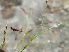 Carex frigida