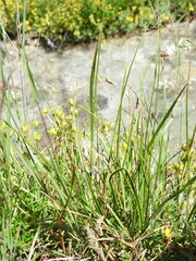 Carex frigida