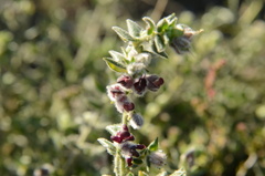 Amphithalea rostrata