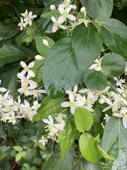 Clematis flammula