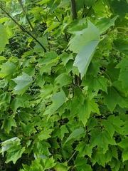 Acer rubrum image