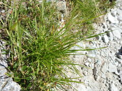 Carex sempervirens