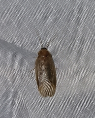 Eremoblatta subdiaphana