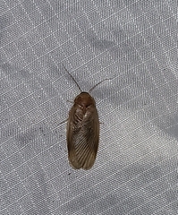 Eremoblatta subdiaphana