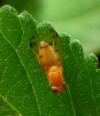 Homoneura occidentalis