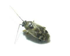Europiella