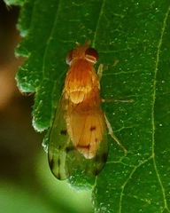 Homoneura occidentalis