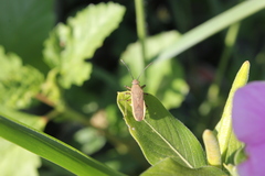 Catorhintha selector