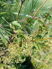 Cicuta maculata maculata