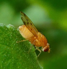 Homoneura occidentalis