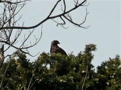 Parabuteo unicinctus