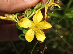 Hypericum richeri