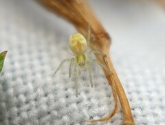 Nigma puella
