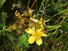 Hypericum richeri