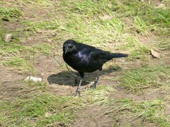 Molothrus bonariensis