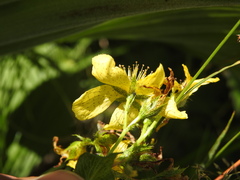 Hypericum richeri