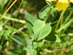 Hypericum richeri