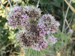 Eupatorium cannabinum