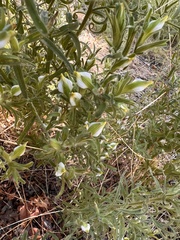 Cordylanthus pilosus