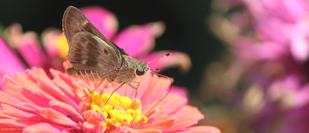 Violet-banded Skipper