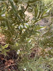 Cordylanthus pilosus